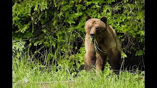 Grizzly Bear Eating Spring Grass at Khutzeymateen Valley BC Canada 2023 by Vanessa Obran 520 views 3 months ago 24 seconds