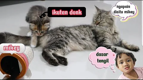 Watch the video about Mainecoon mix persia ngumpet dalem kaleng❗memperkenalkan lingkungan sekitar pada anak kucing..