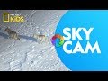 Aerial Photography and Wildlife Insights