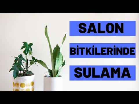 Video: İç Mekan Bitkilerinin Optimum Sulanması