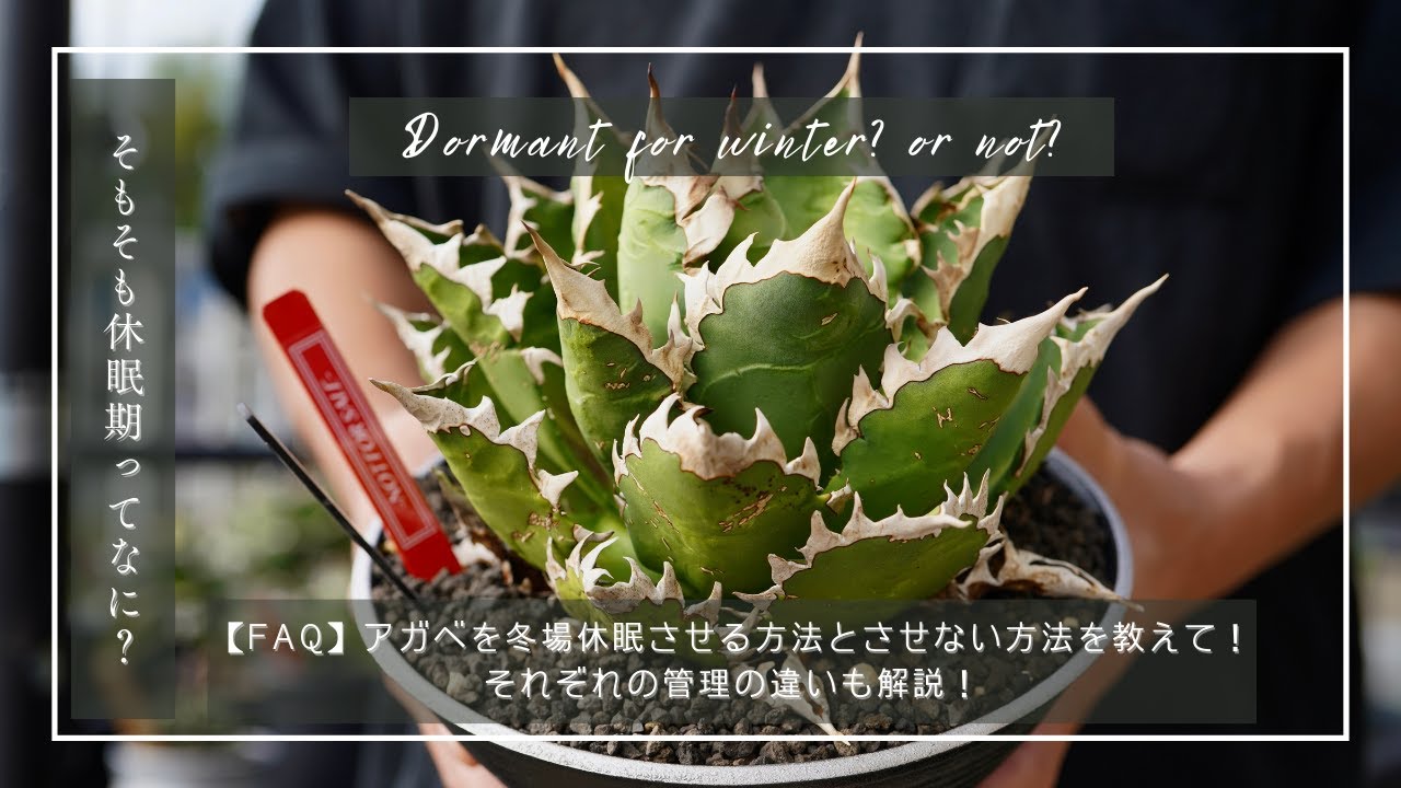 【FAQ】アガベを冬場も成長させるにはどうすればいい？休眠させる、させない場合の管理の違いも解説！
