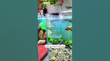 Cho cá ăn bằng hộp chìm 2 lớp vừa tiết kiệm vừa không lo dơ nước #aquatic #fishtank #shorts