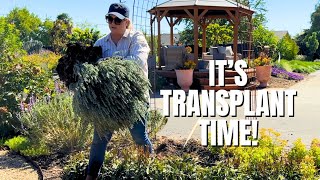 It's the PERFECT Time of Year for Transplanting!