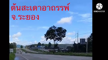 อาถรรพ์ต้นสะเดา จ.ระยอง ล่าสุด 28 พค.2564 รถพลิกคว่ำลงข้างทาง