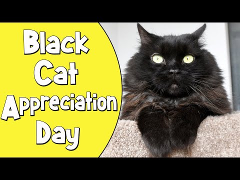 Black Cat Appreciation Day!
