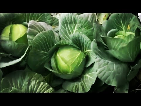 Cabbage harvest technology|2020