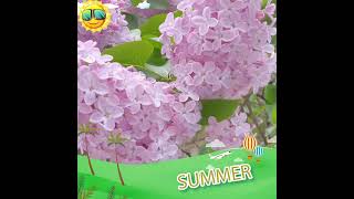 SHORT - Khmer Toronto ខ្មែរតូរ៉នតូ - រដូវក្តៅជិតមកដល់តូរ៉នតូហើយ  Summer is coming to Toronto soon