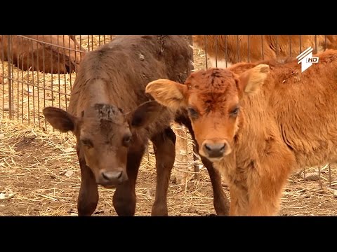 ფერმა - გურჯაანისა და ლაგოდეხის რაიონებში ჯილეხის კერები გამოვლინდა