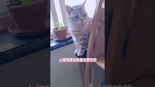 早上的小猫咪为什么那么粘人