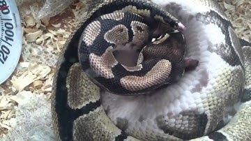 Adult female ball python eating big rat PART 2/2