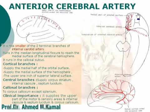 Video: Anterior Cerebral Artäranatomi, Funktion Och Diagram - Kroppskartor