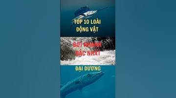 Top 10 loài động vật bơi nhanh bậc nhất đại dương #matmathiennhien #animals #top10#viralvideo