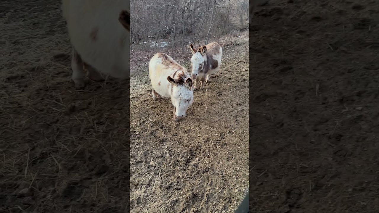Brought Out Buckets Of Water For The Donkeys They Are So Patient Donkey Animal Shorts