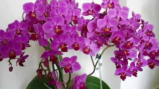 Asi̇k İzzet Savaş .Ayrilik Zamani Geldi̇ Sevdi̇ği̇m Gayri̇ Helallesek Gel Dertli Dertli