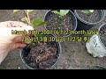 Follow up on How to Propagate Camellia from Cuttings