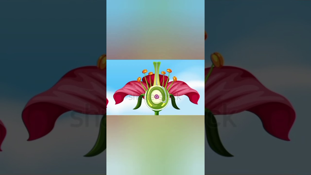 Pollination and fertilization in Flowers.