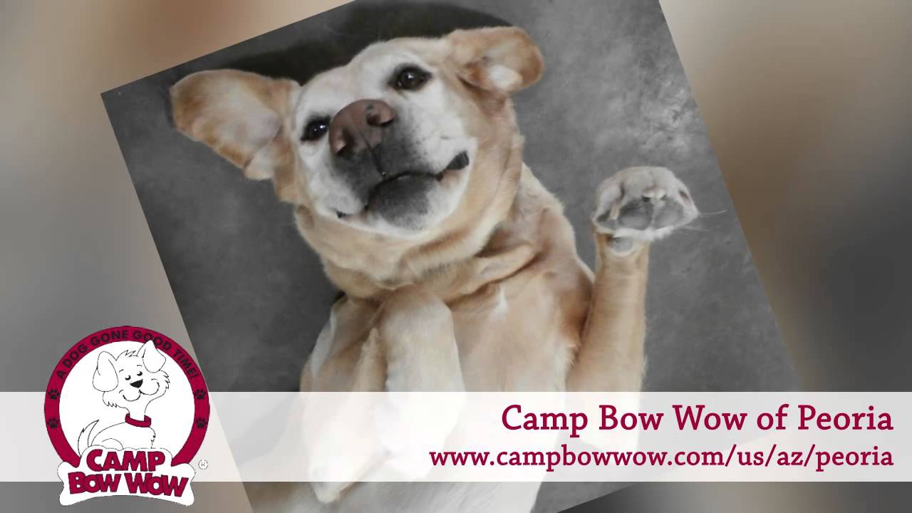 Camp Bow Wow of Peoria Pet Daycare & Boarding in Peoria YouTube