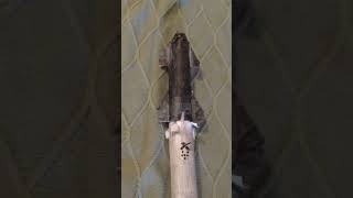 Starship launch (paper) pt.2 (credit:spaceX)