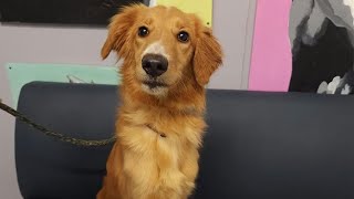 Abandoned dog found in crate at Boston apartment complex