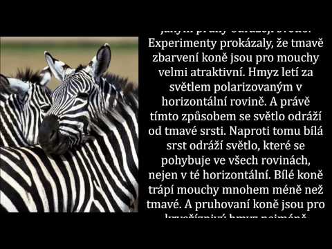 Video: Proč Je Zebra Pruhovaná