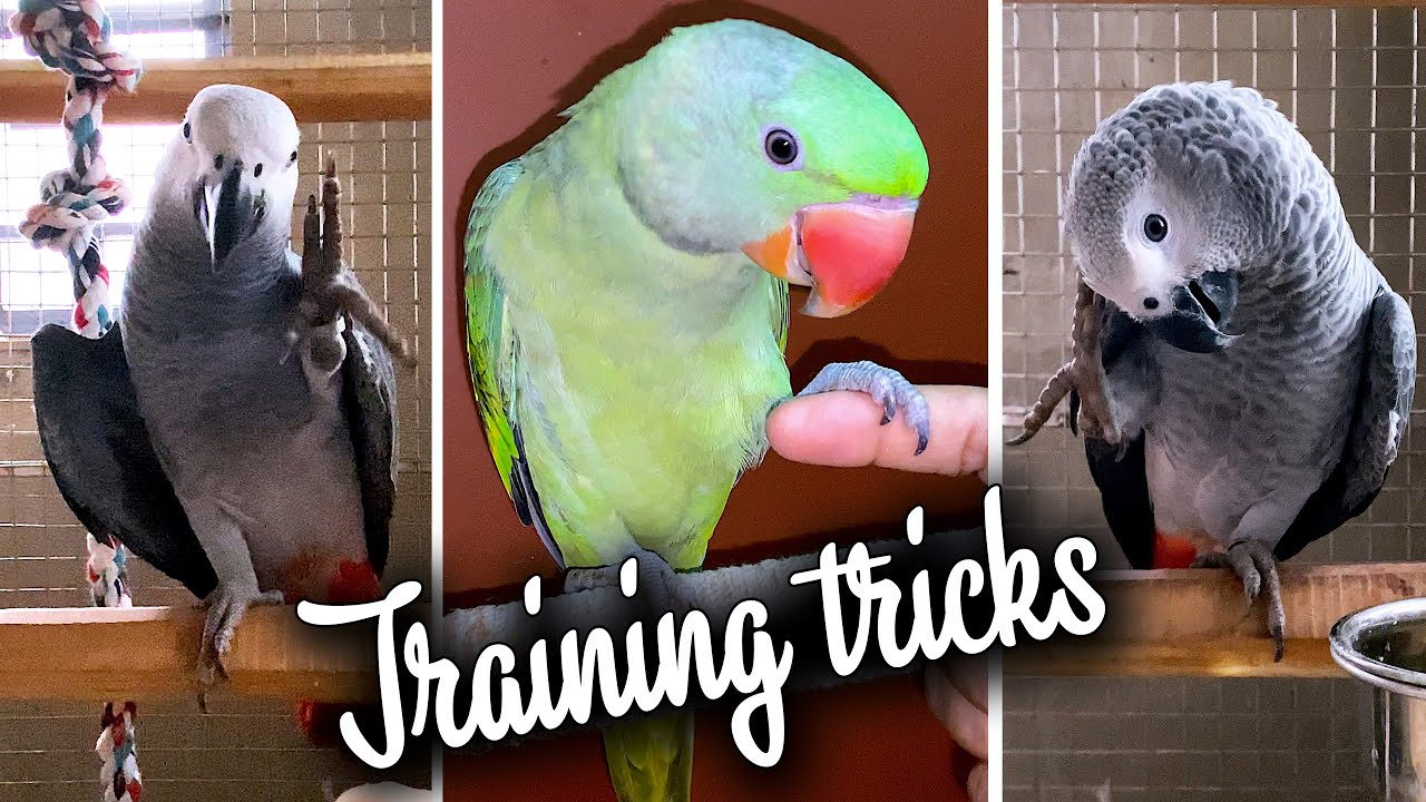 how-to-teach-your-parrot-easy-training-tricks-for-birds-youtube