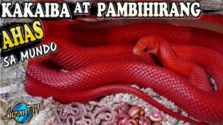 10 Kakaiba At Pambihirang AHAS Sa Buong Mundo |Pambihirang AHAS |delikadong ahas| makamandag na ahas