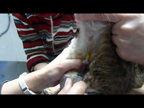 Video: Exceso De álcali En La Sangre De Los Gatos