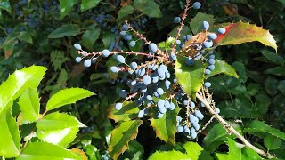 Oregon grape (Mahonia aquifolium) Resimi