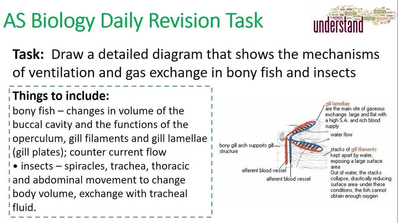AS Biology Daily Revision Task 66: Gaseous Exchange in Fish & Insects video phone beyonce mp3