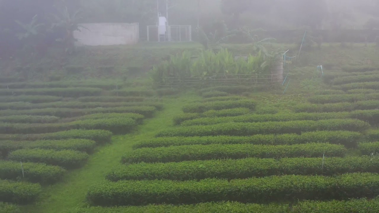 101 Tea Green View Resort, Mae Salong, Chiang Rai