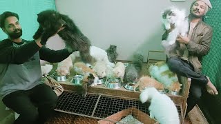 cat farming || cat videos || cat meowing || cattery