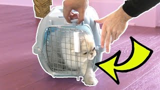 CLOUD'S FIRST STEPS IN HIS NEW HOUSE!!