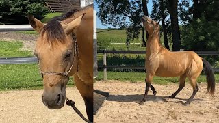 Horse Won't Load After Injury in the Trailer