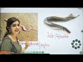 Biology for Grade First /Second   By Dr Parul adwani || parul adwani science