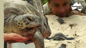 How can you help save sea turtles? | Wildlife Warriors Missions