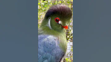 White cheeked turaco bird | Aviary birds #birds #bird #animals #nature