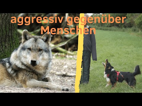 Video: Wird beißen, wenn er provoziert wird?