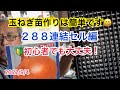 玉ねぎ種まき・玉ねぎ苗の作り方・288連結セルポット編 玉ねぎ栽培方法
