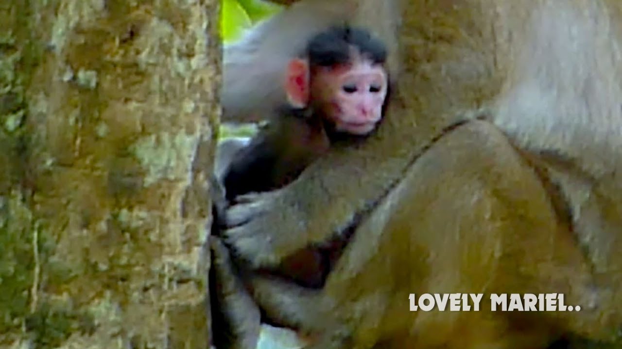 Welcome Mariel.. Queen Maria's newborn baby monkey girl will be name Mariel