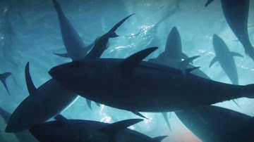 M3iGO the first satellite buoy with Artificial Intelligence... and much more.