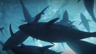 M3iGO the first satellite buoy with Artificial Intelligence... and much more. screenshot 5