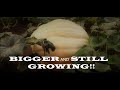 Learn how to grow GIANT pumpkins! Episode 4 🌱🌞😎