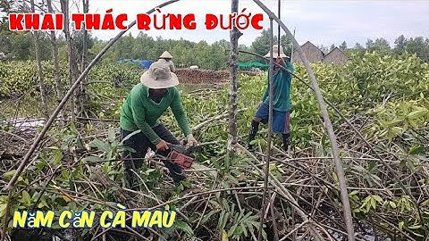 Cận cảnh khai thác rừng đước | Năm Căn Cà Mau