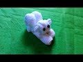 KITTEN - MY TOWEL CREATION