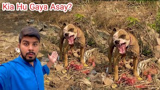 Tony Ko Pata Nai Kia Hu A Punjabi Shok Vlogs Apbt Game Dogs