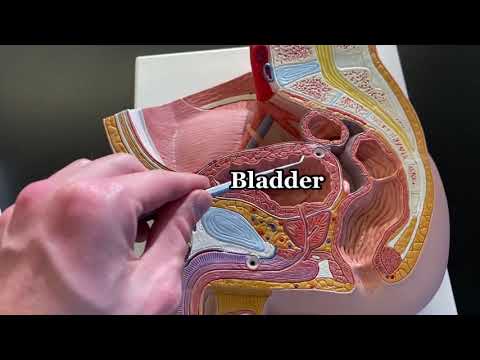 Male Reproductive System Models Ohio University Human Anatomy