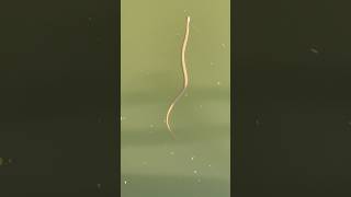 Indian water Snake ￼- checked back name ￼ non-venomous ￼ rescue my contact number 8179086040 #short