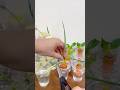 How to Grow Green Onions in Water: Harvest in Just 6 Days #diy