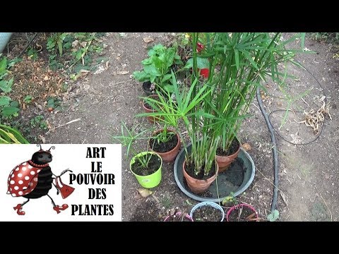 Vidéo: Umbrella Plant Care - Cultiver des plantes parapluie Cyperus à l'intérieur