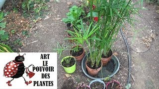 Gardening tips: Cyperus Alternifolius: cultivation and division: Indoor green plant